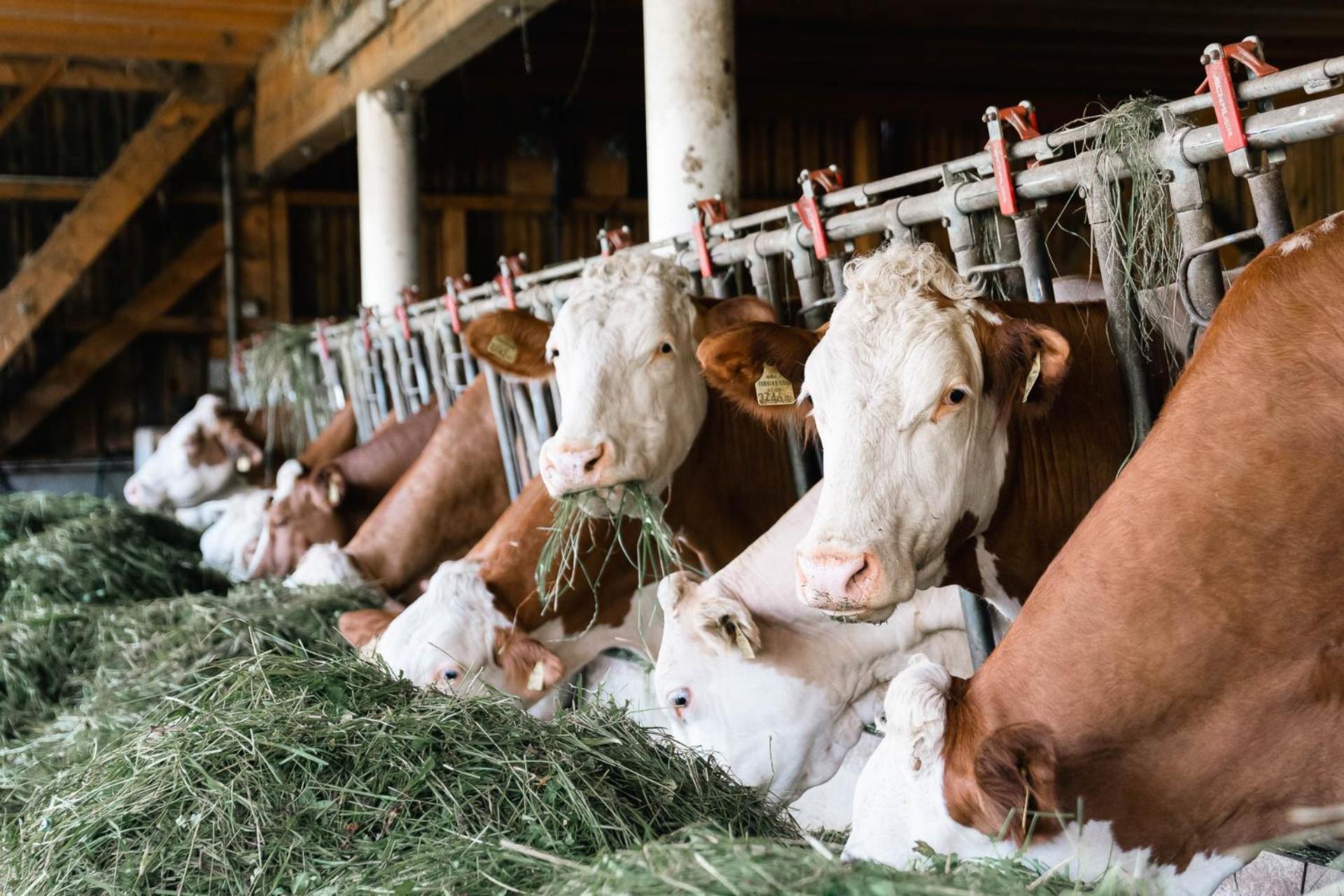 Ferienwohnung Grubinger Unterach am Attersee Buitenkant foto