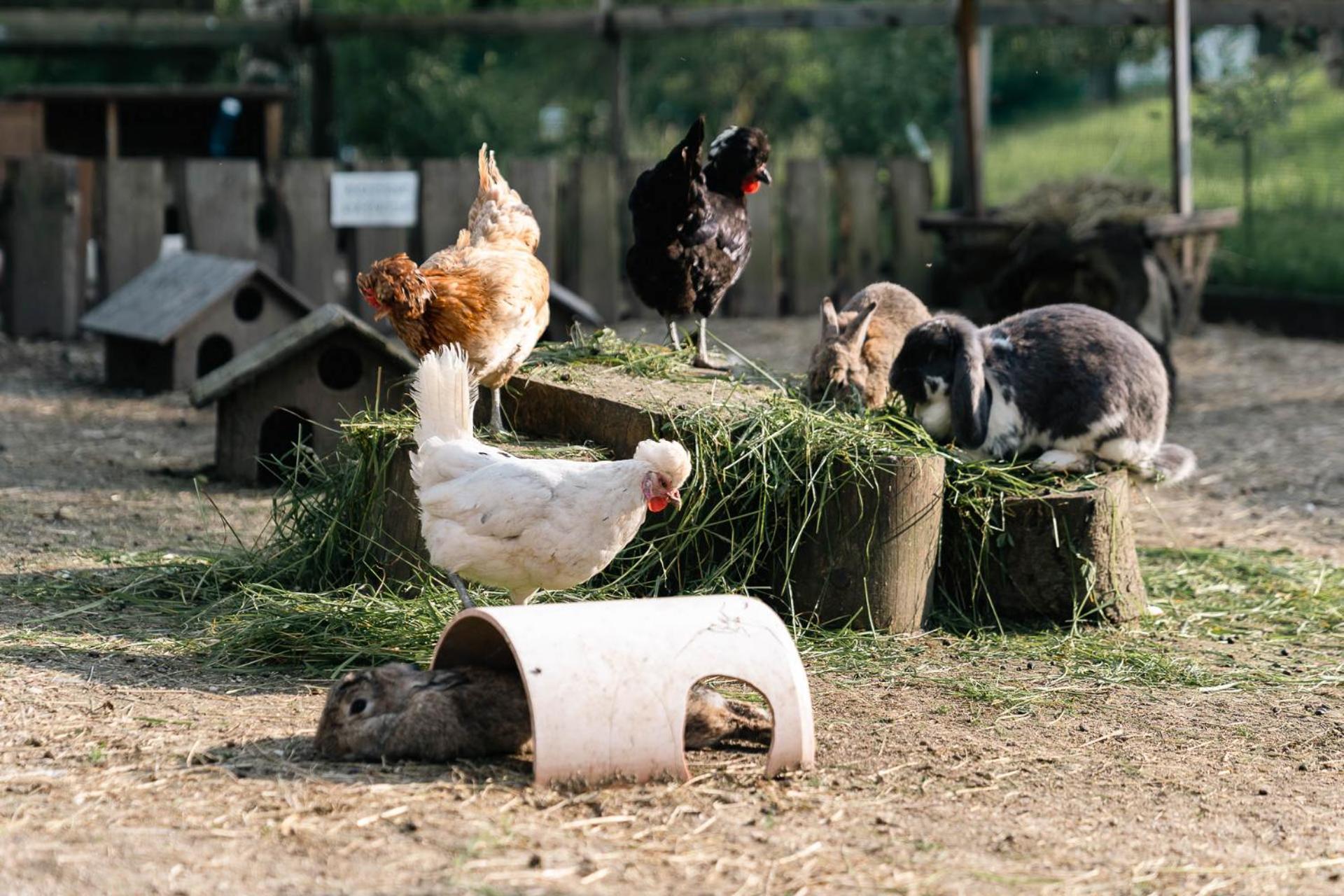 Ferienwohnung Grubinger Unterach am Attersee Buitenkant foto