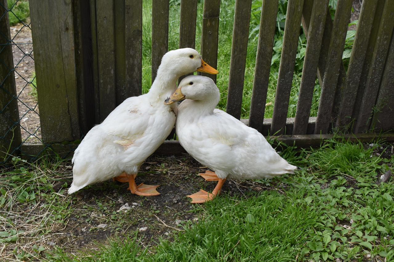 Ferienwohnung Grubinger Unterach am Attersee Buitenkant foto