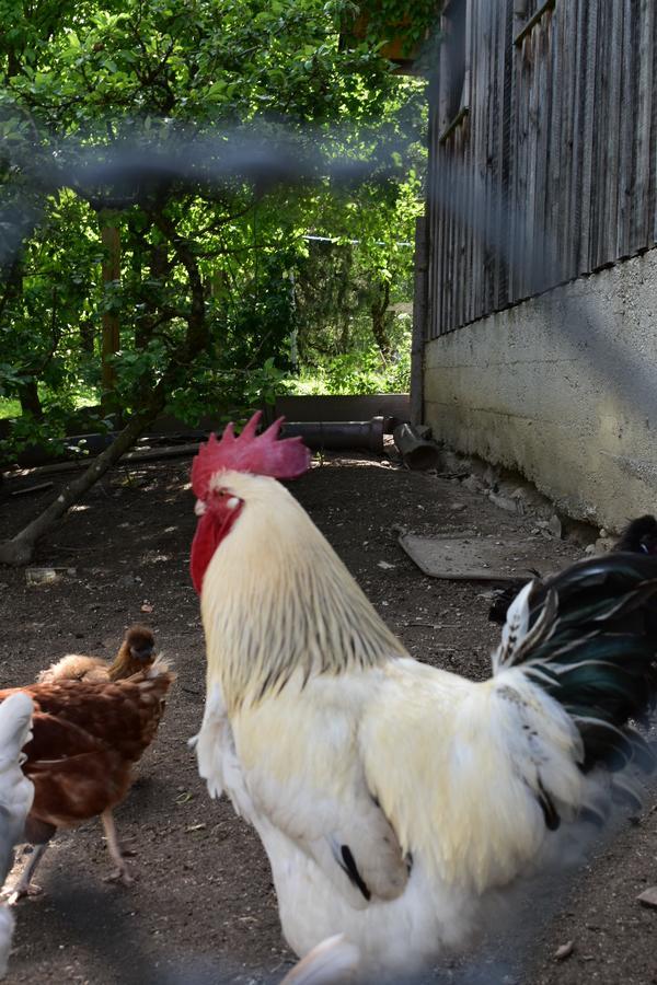 Ferienwohnung Grubinger Unterach am Attersee Buitenkant foto